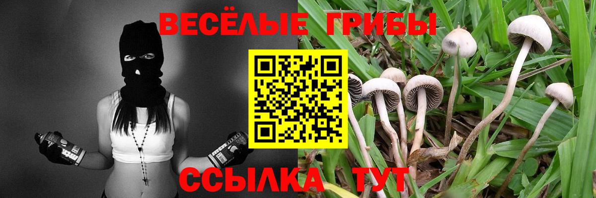 Псилоцибиновые грибы Psilocybe Петропавловск-Камчатский